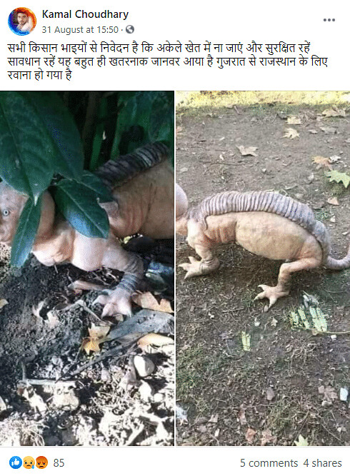 Viral images of a strange alien-like creature found in Telangana make netizens feverish – thepressagge.com