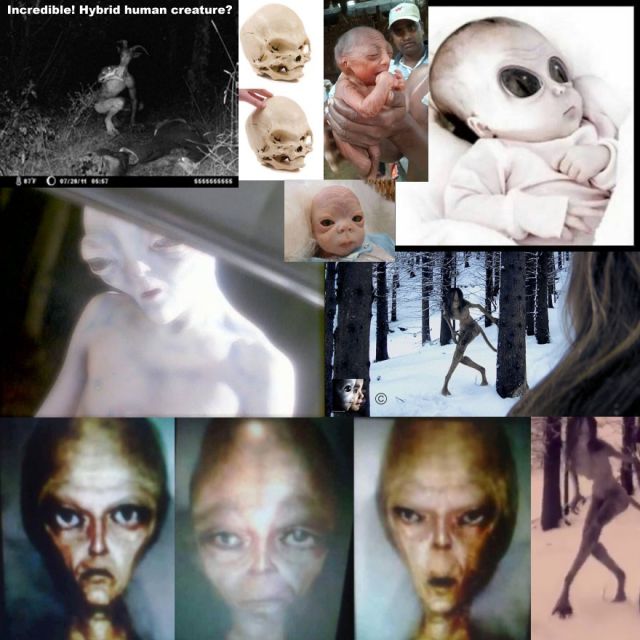 Mysterious Creatures – The discovery of an extraterrestrial youngster together with a human-alien hybrid astonishes the public. - TheDailyWorld.NET
